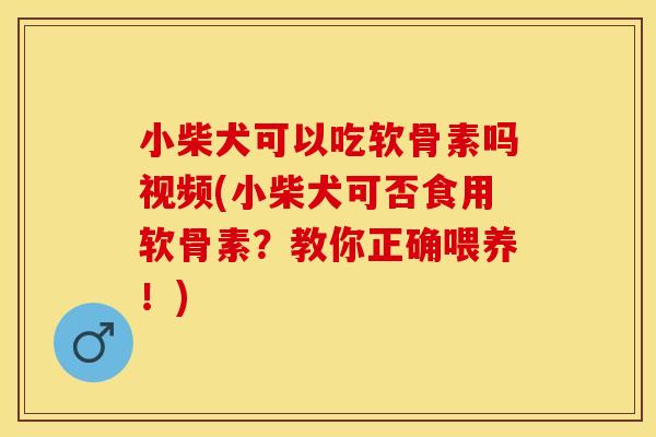 小柴犬可以吃软骨素吗视频(小柴犬可否食用软骨素？教你正确喂养！)