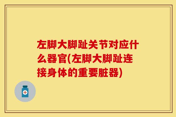 左脚大脚趾关节对应什么器官(左脚大脚趾连接身体的重要脏器)