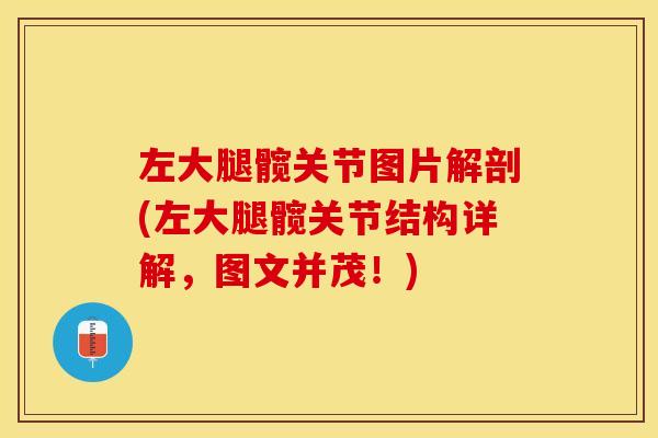 左大腿髋关节图片解剖(左大腿髋关节结构详解，图文并茂！)