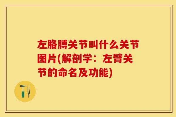 左胳膊关节叫什么关节图片(解剖学：左臂关节的命名及功能)