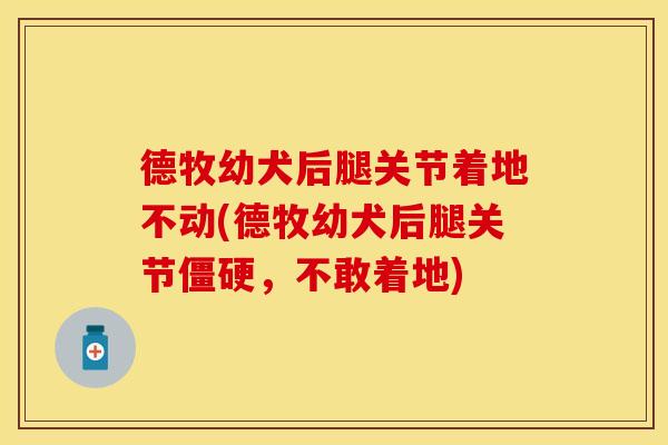 德牧幼犬后腿关节着地不动(德牧幼犬后腿关节僵硬，不敢着地)
