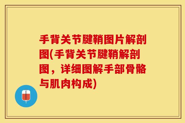 手背关节腱鞘图片解剖图(手背关节腱鞘解剖图，详细图解手部骨骼与肌肉构成)