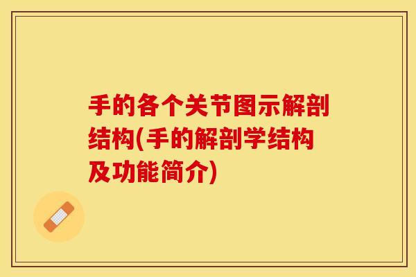 手的各个关节图示解剖结构(手的解剖学结构及功能简介)