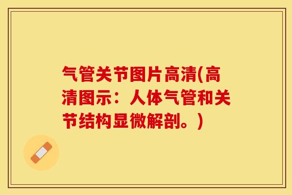 气管关节图片高清(高清图示：人体气管和关节结构显微解剖。)