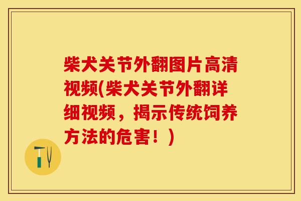 柴犬关节外翻图片高清视频(柴犬关节外翻详细视频，揭示传统饲养方法的危害！)