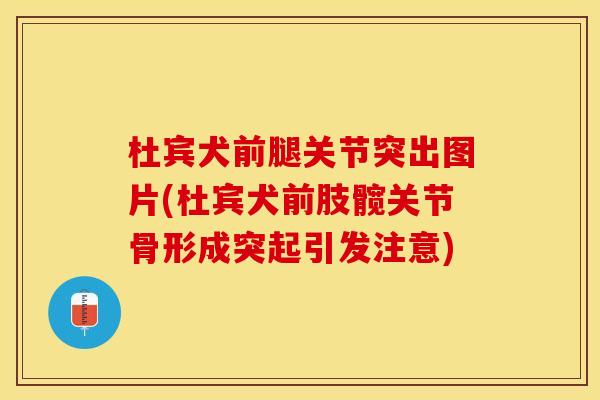 杜宾犬前腿关节突出图片(杜宾犬前肢髋关节骨形成突起引发注意)
