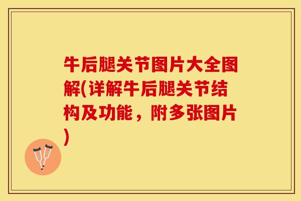 牛后腿关节图片大全图解(详解牛后腿关节结构及功能，附多张图片)
