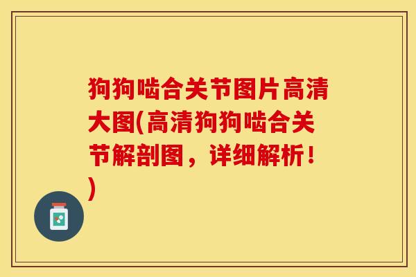 狗狗啮合关节图片高清大图(高清狗狗啮合关节解剖图，详细解析！)