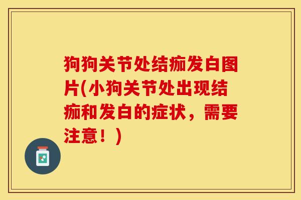 狗狗关节处结痂发白图片(小狗关节处出现结痂和发白的症状，需要注意！)