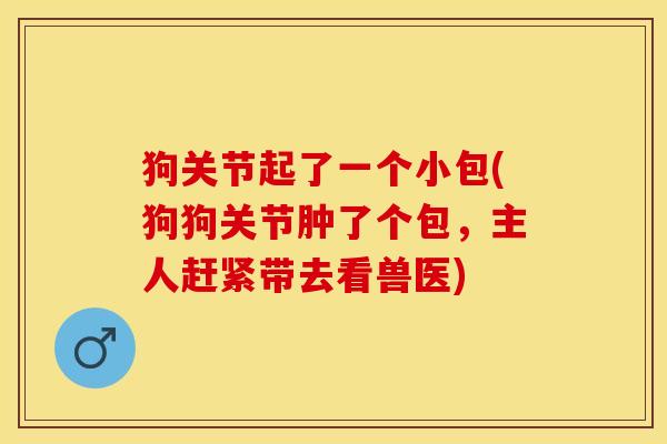 狗关节起了一个小包(狗狗关节肿了个包，主人赶紧带去看兽医)