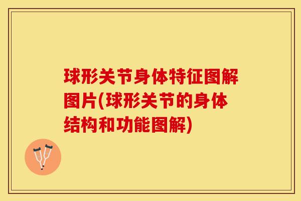 球形关节身体特征图解图片(球形关节的身体结构和功能图解)