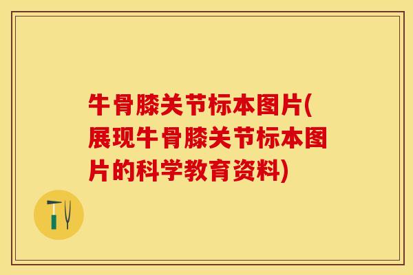 牛骨膝关节标本图片(展现牛骨膝关节标本图片的科学教育资料)