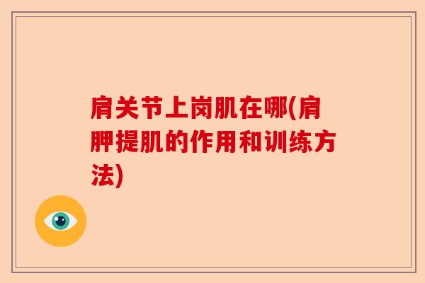 肩关节上岗肌在哪(肩胛提肌的作用和训练方法)